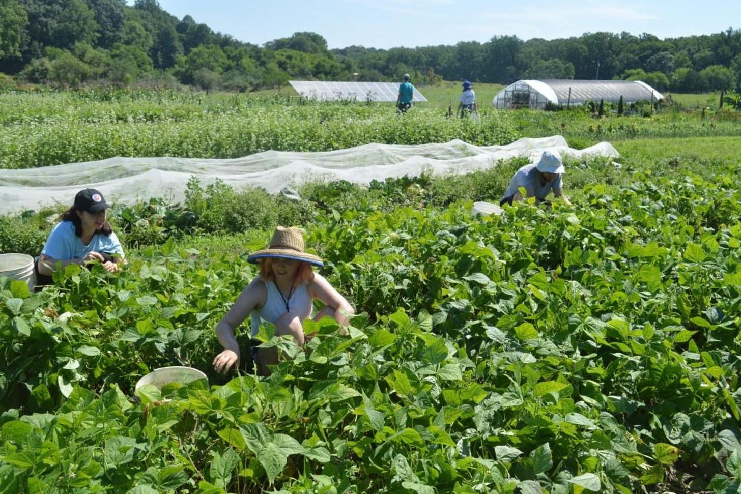 Twin Oaks farm.