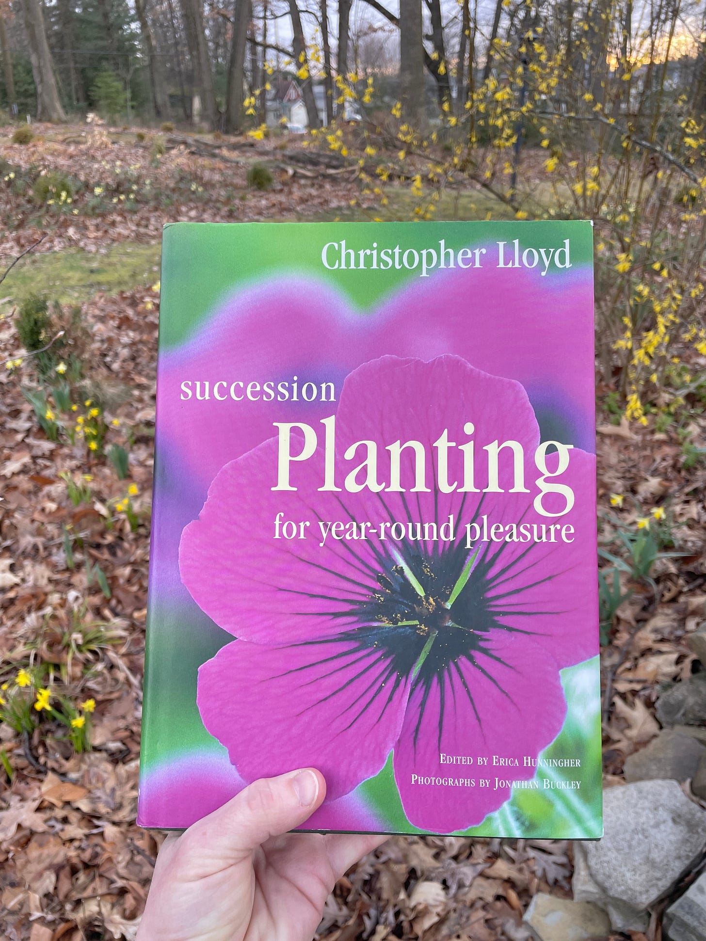 Succession Planting for Year-Round Pleasure in its shocking pink cover with my yellow daffs and Forsythia this week - a combination of which Christo might have approved. 