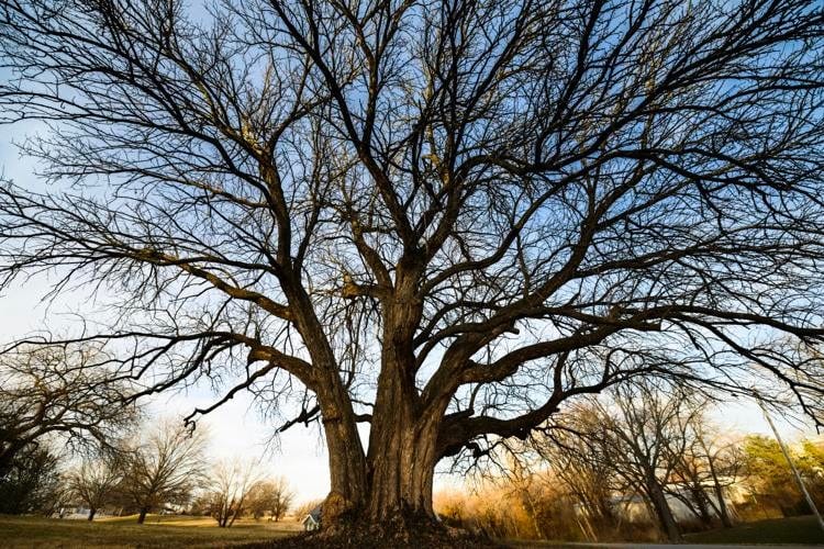 These roots are strong: Award-winning Osage Orange tree flourishing in  Emporia | Gaz | emporiagazette.com