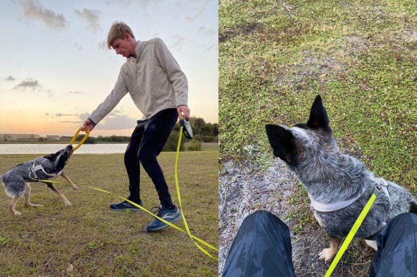 Two photos sit side by side, both showing our blue heeler Scout wearing her retractable leash on different park outings