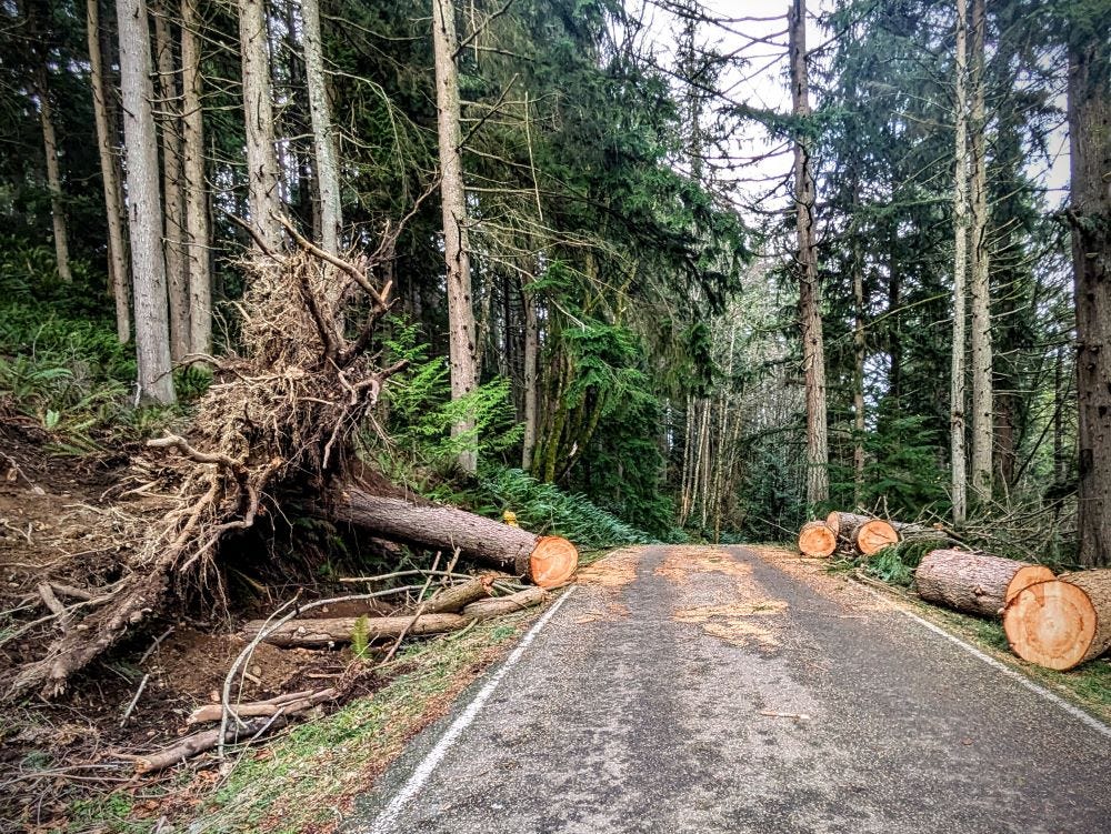 A narrow street surrounded by freshly sawn segments of a large tree trunk, with the root end of the tree jutting up into the air.