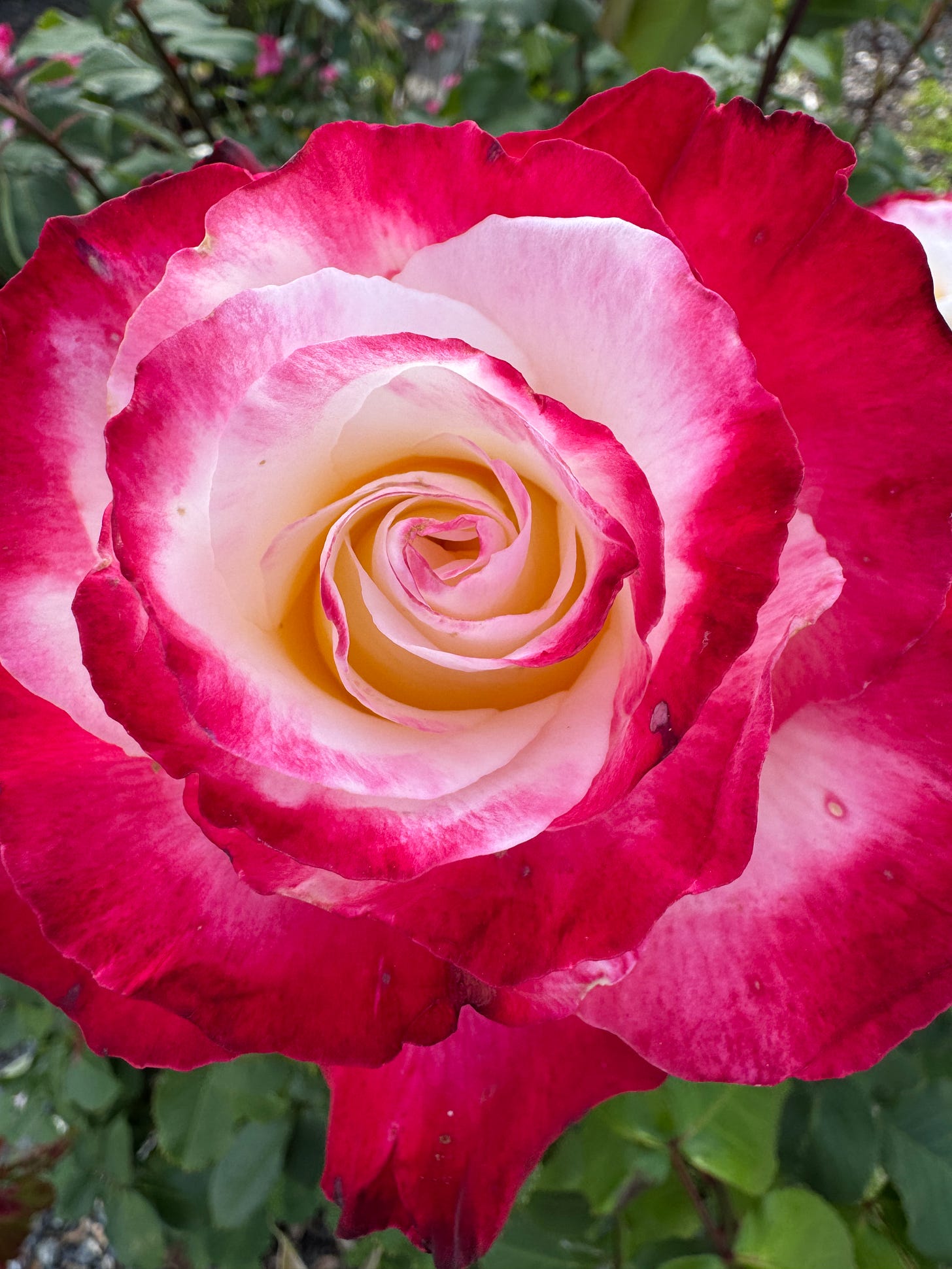 close up image of red and white rose