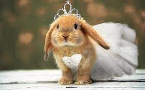 rabbits #tiara #fancy #cute #outfits | Pet bunny, Beautiful rabbit, Baby  animals