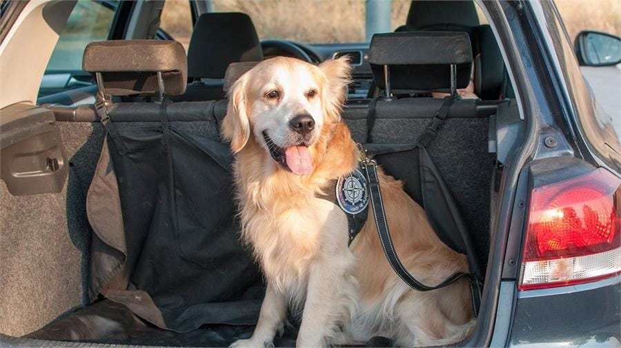 El 82% de las mascotas viajan en coche, según datos de la DGT. Autor: Almudena Soria Fotografía