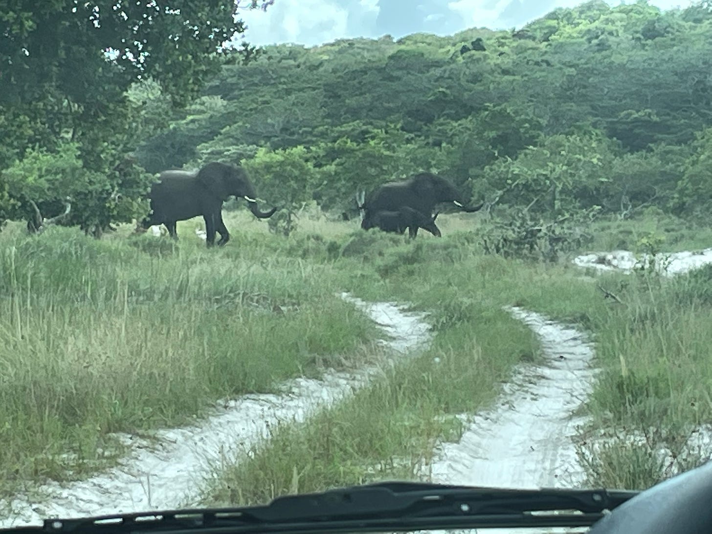 Elephant crossing in Maputo Special Reserve, Mozambique.