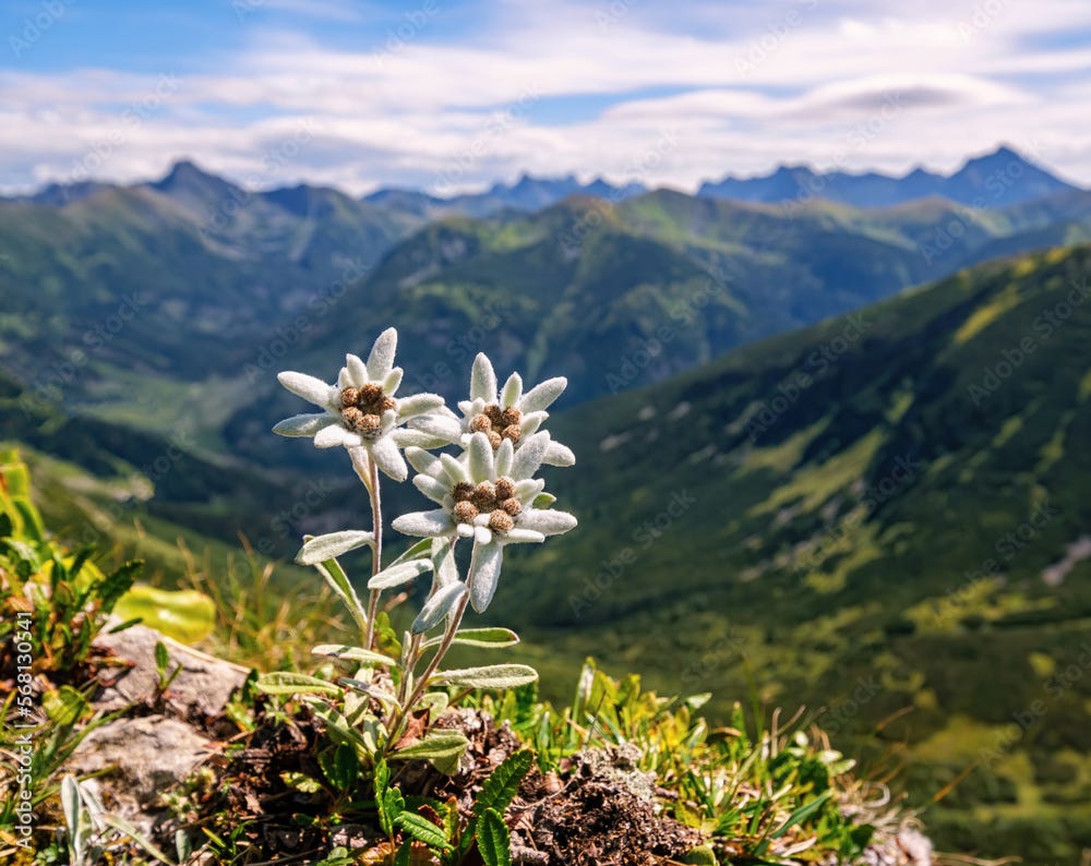 Three individuals, three very rare edelweiss mountain flower. Isolated rare  and protected wild flower edelweiss flower (Leontopodium alpinum) growing  in natural environment high up in the mountains. foto de Stock | Adobe