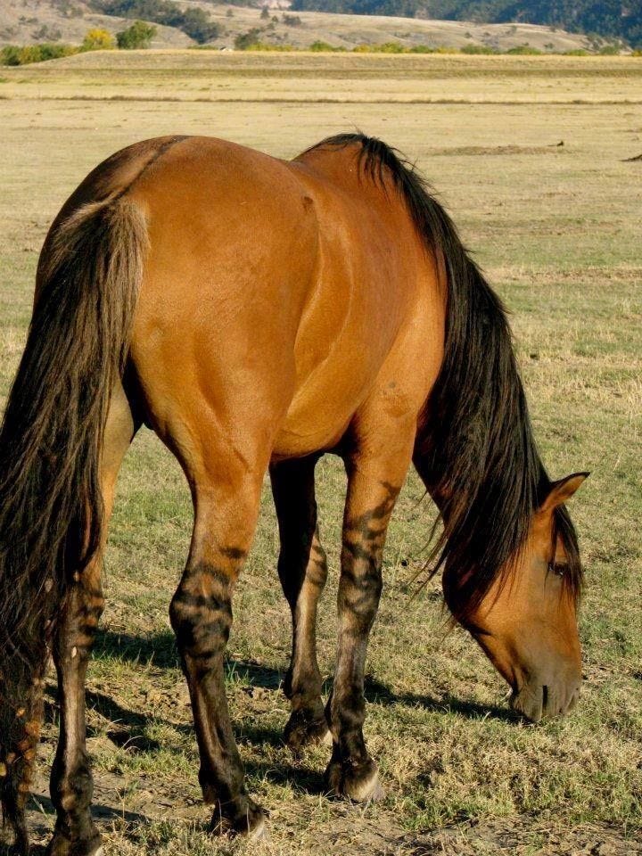 Kiger Mustangs are Beautiful... | Horses, Beautiful horses, Mustang horse