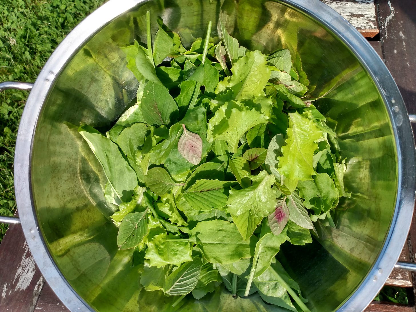 Freshly harvested sorrel, amaranth, and lettuce from the garden in a steel bowl on a table on the lawn.