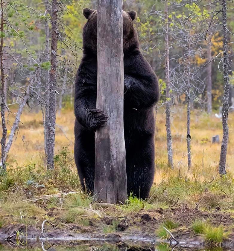 r/aww - a bear holding a tree