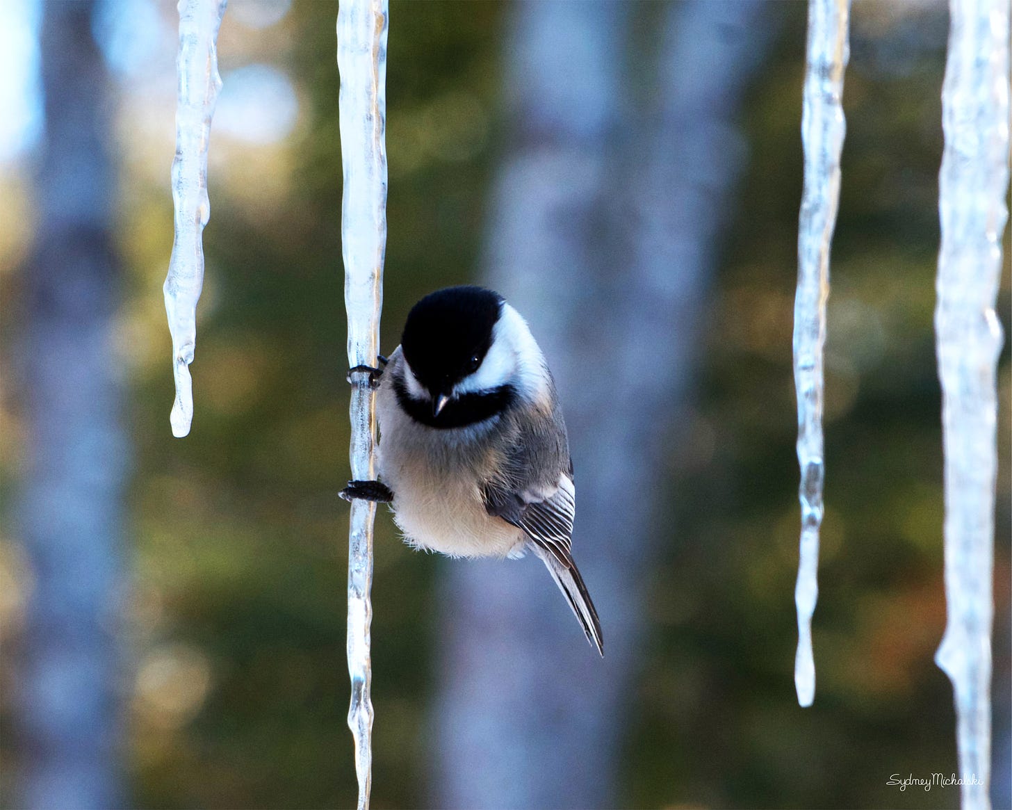 A Black-capped Chickadee perches on an icicle with a forest background.