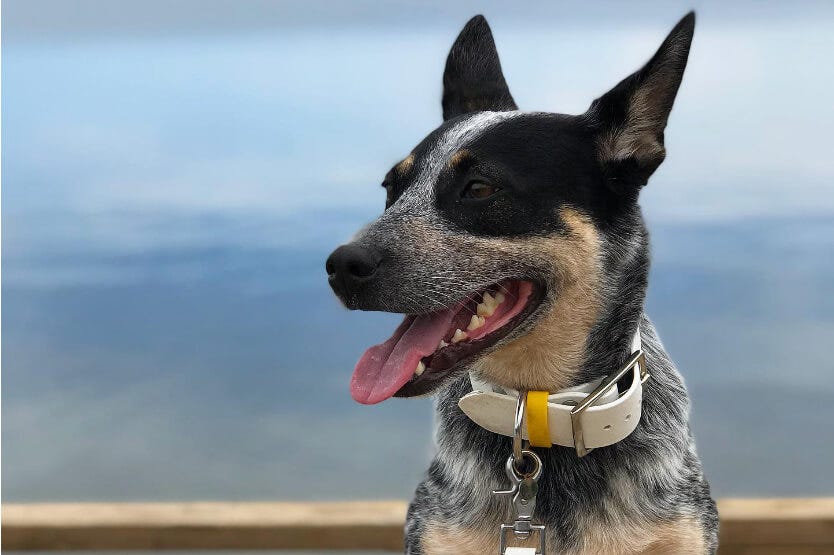 Scout the blue heeler sitting beside the Indian River in Rockledge, Florida