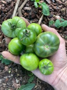 Green tomatoes from my garden