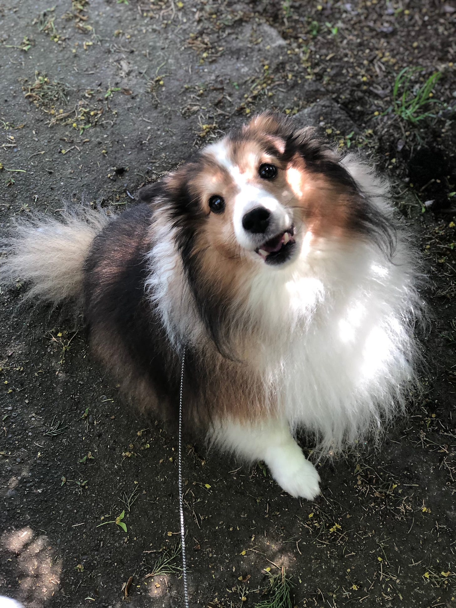 Red and white sheltie sitting outside staring at camera