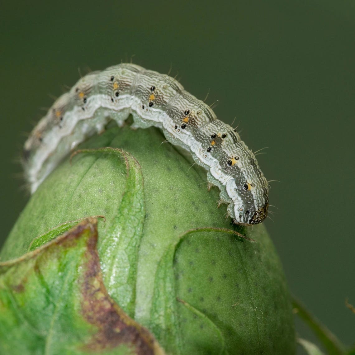 A caterpillar of the cotton bollworm  readies to devour a boll of cotton. 