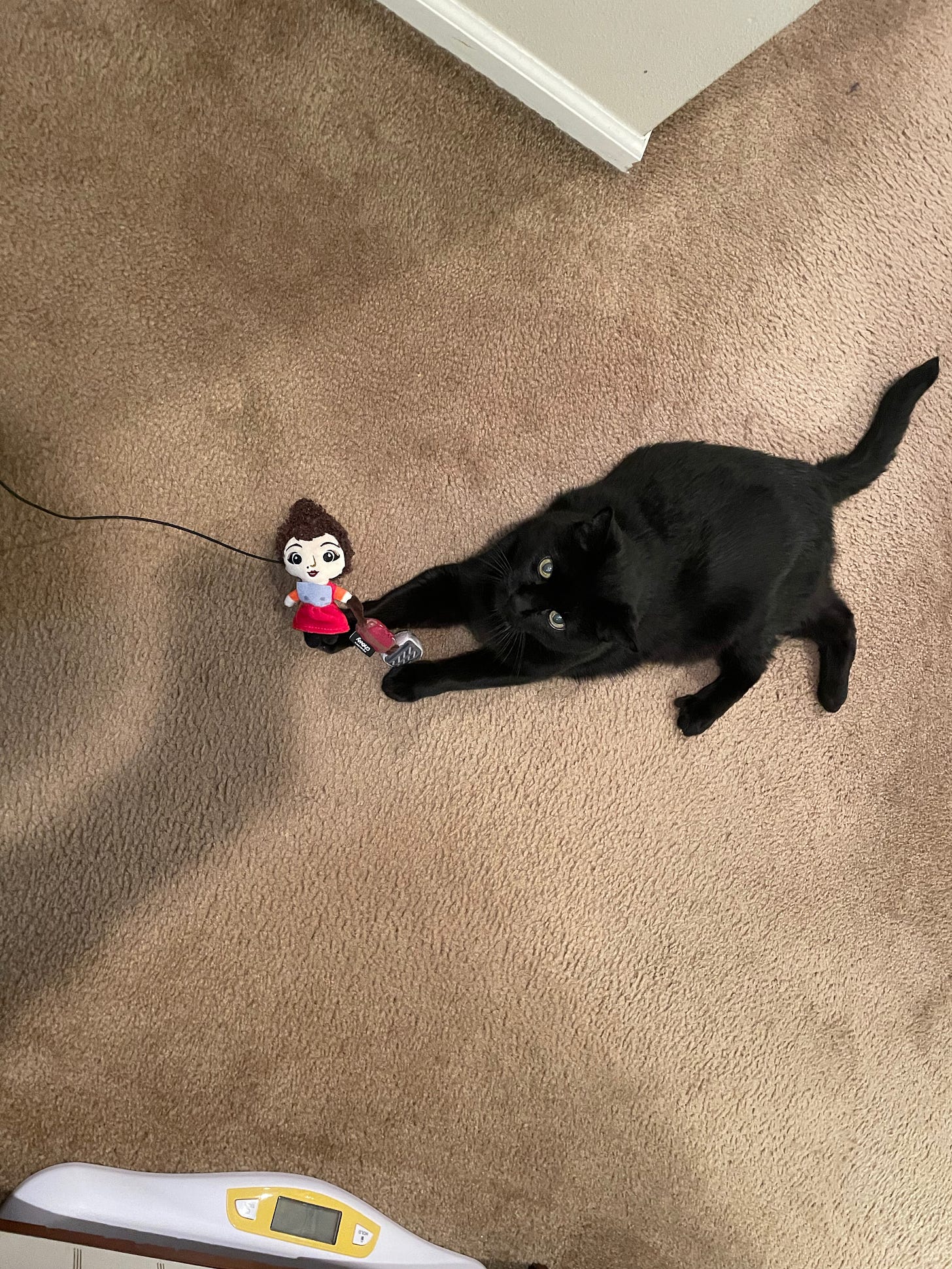 Black cat with a plush cat toy on a string
