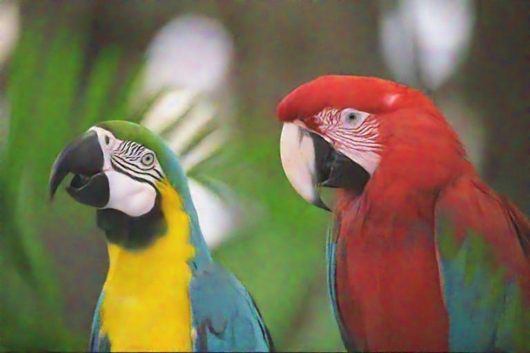 Image of the yellow-blue and red-blue parrots, photograph, with noise removed.