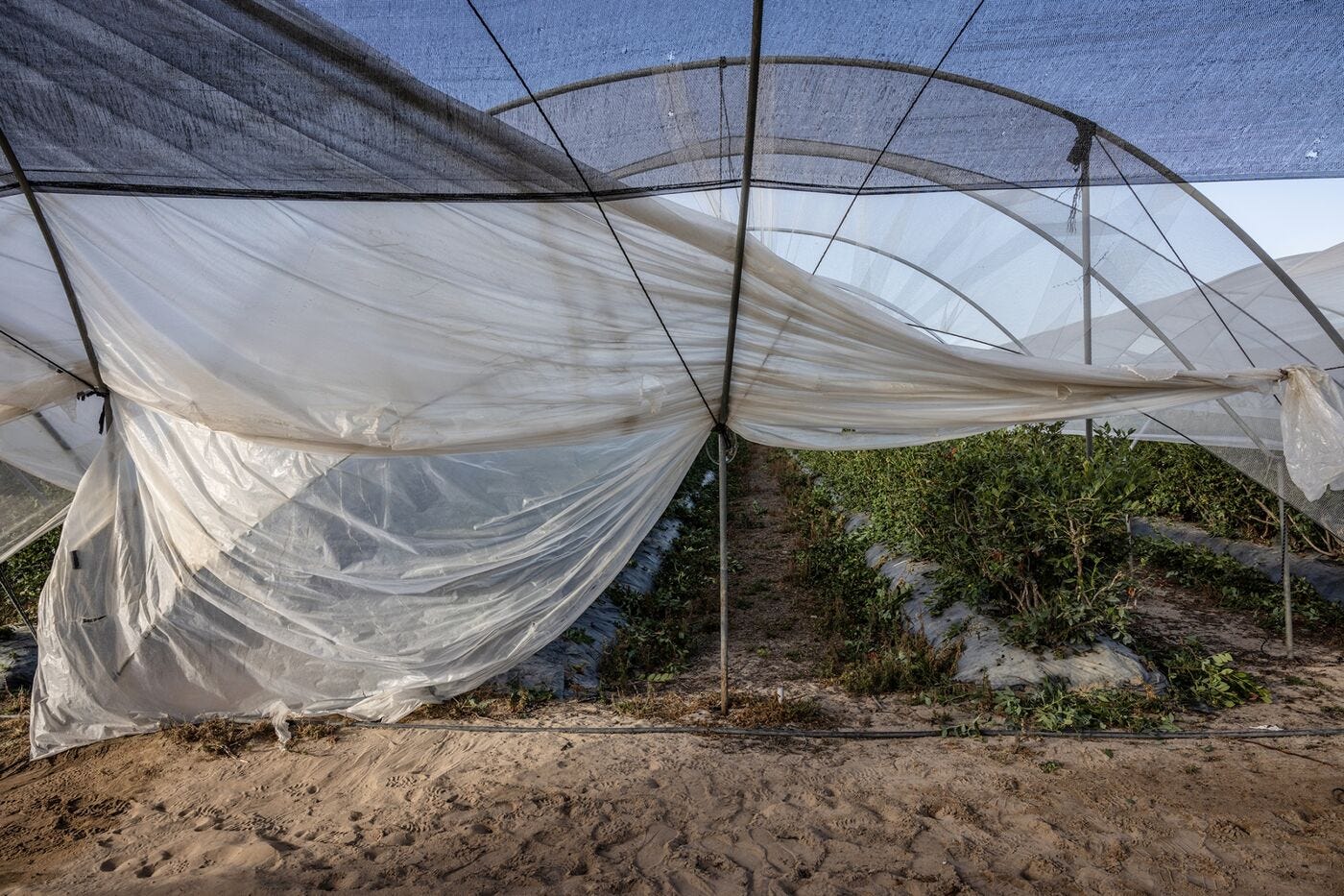 relates to Spain’s Climate Election Pits Water Police Against Angry Berry Farmers