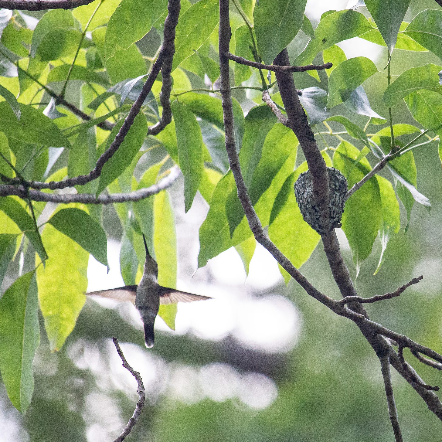 Hummingbird in flight