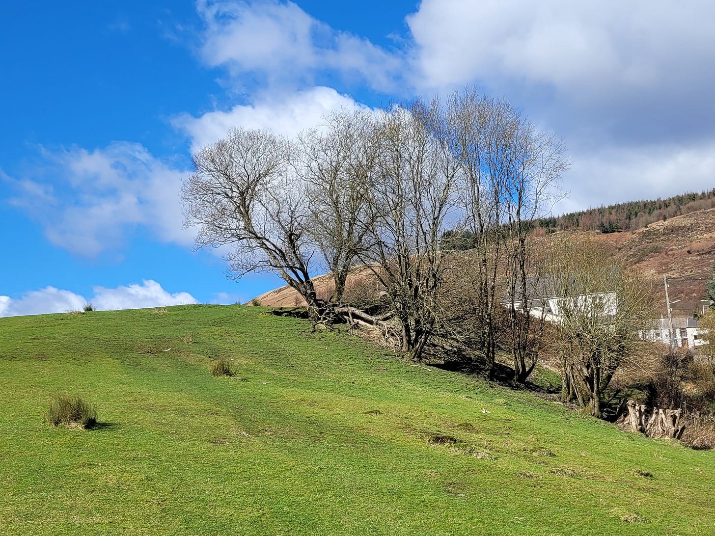 A winter tree on a green hill in a South Wales valley village. There are houses to the right. The sky is blue and the mountain behind is fairly bare as it has recently been stripped of all the conifers that are grown there for timber