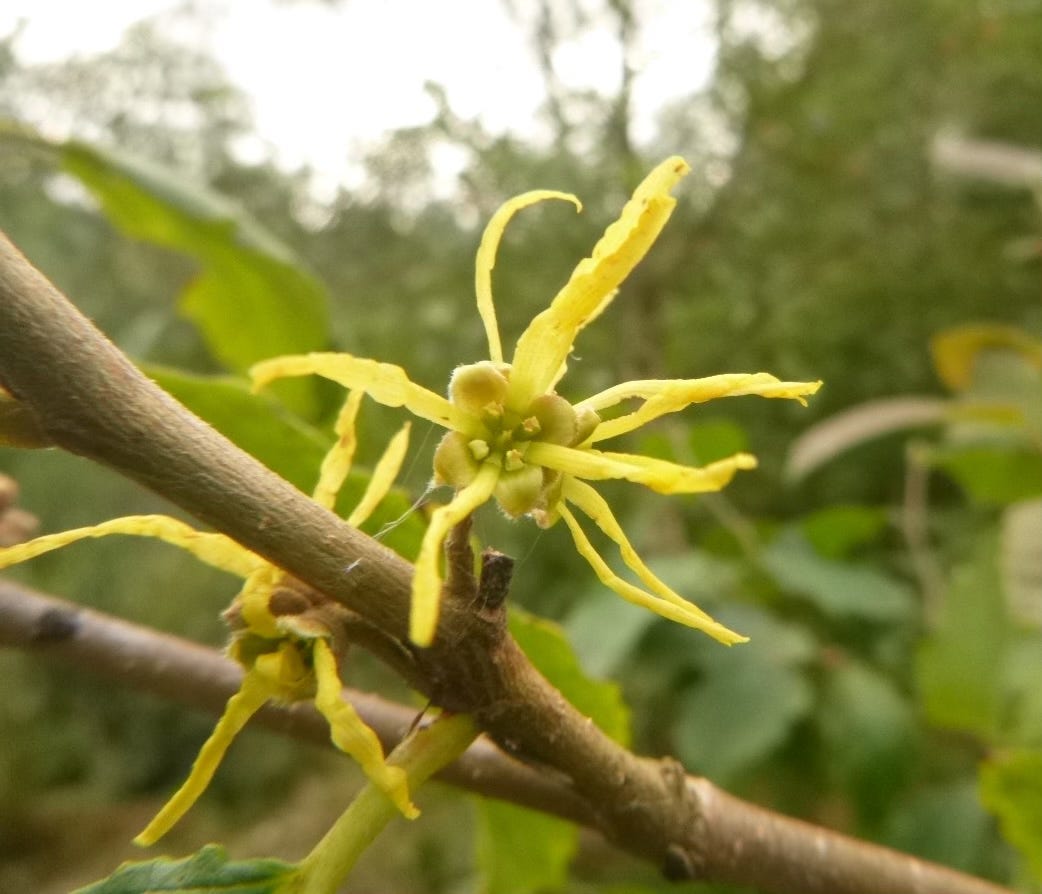 Yellow straplike flowers and brown twigs of witch hazel