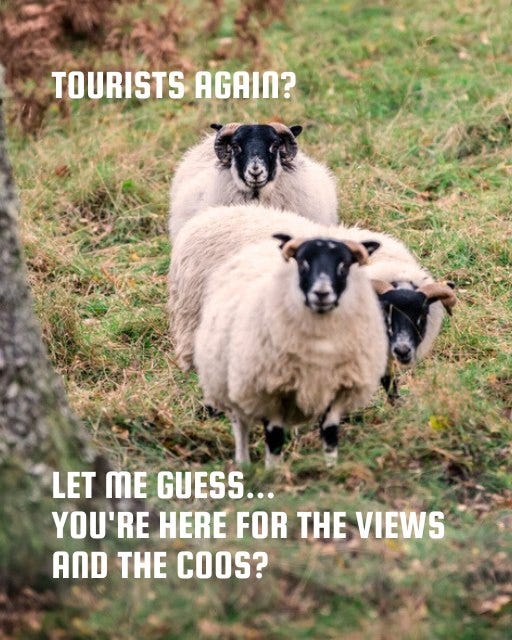 May be an image of text that says "TOURISTS AGAIN? LET ME GUESS... YOU'RE HERE FOR THE VIEWS AND THE COOS?"