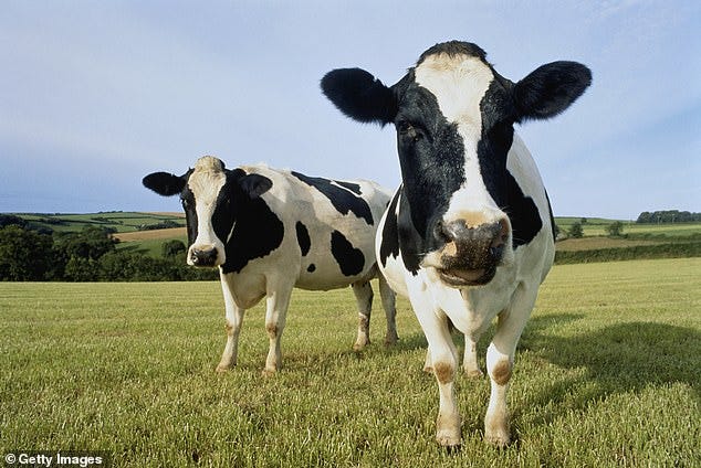 Experts fear that infections in cattle and other mammals could raise the risk of the virus adapting to spread in humans (stock image)