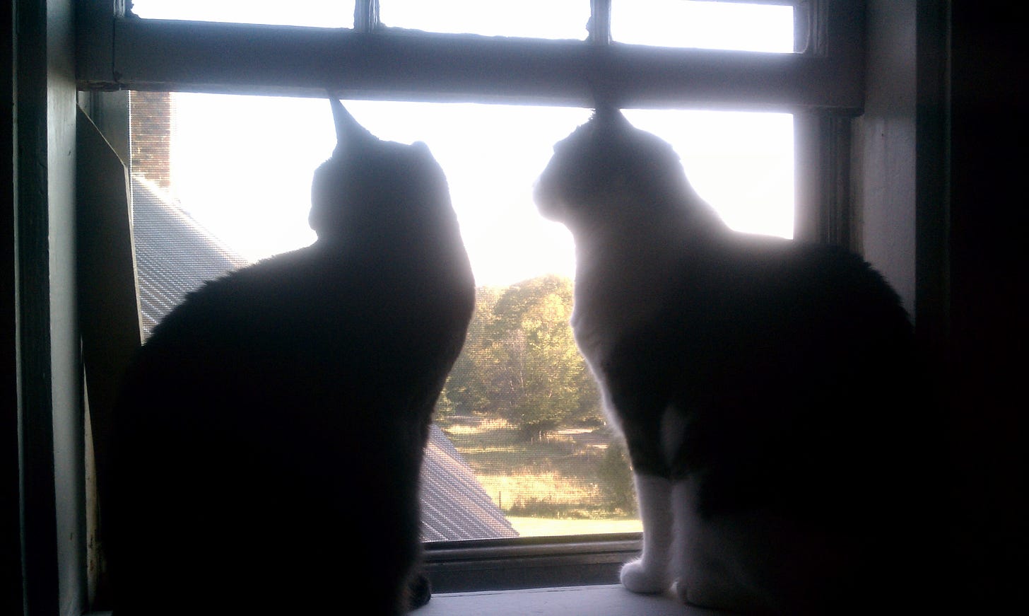silhouette of two cats looking over a green Vermont field