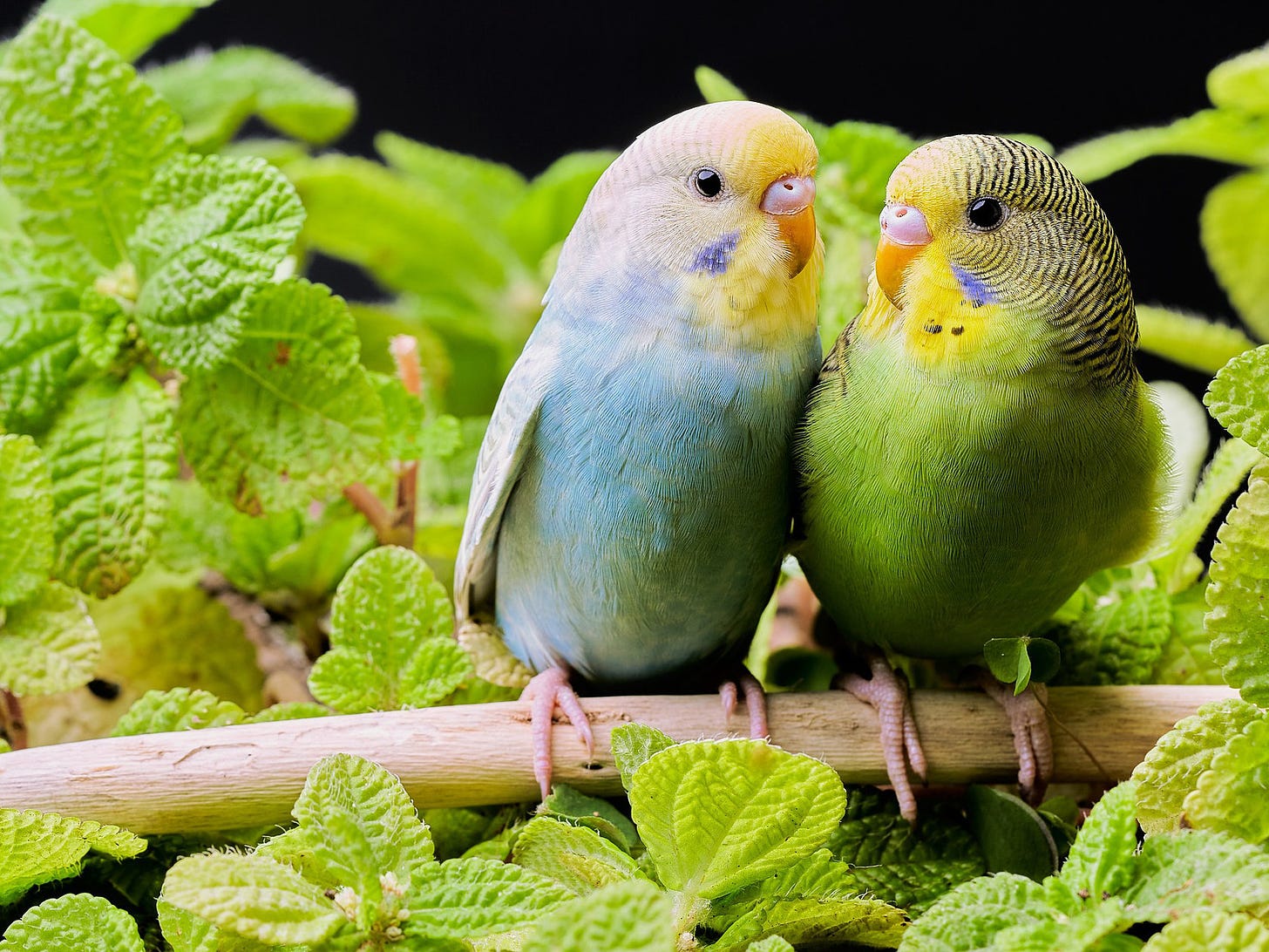 Two young budgerigars perch side by side on a peeled branch. The right budgie is lime green-breasted with black-and-yellow head stripes; the left budgie is sky blue-breasted with faint grey-and-white head stripes. Both have yellow face feathers with small periwinkle patches under the eyes, orange beaks, pink ceres, and pink feet. They are surrounded by leafy foliage, possibly mint, that is the same color as the green-breasted bird.