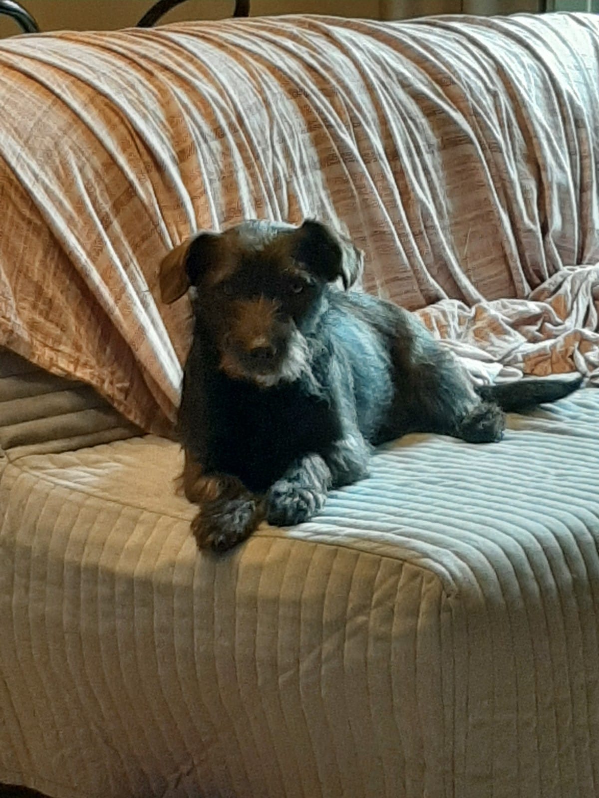 Winnie, a small black dog with long and dishevelled hair, looks to the camera as she sits in a couch.