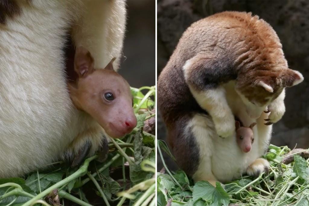 Adorable baby joey finally comes out of its mom's pouch at the Bronx Zoo