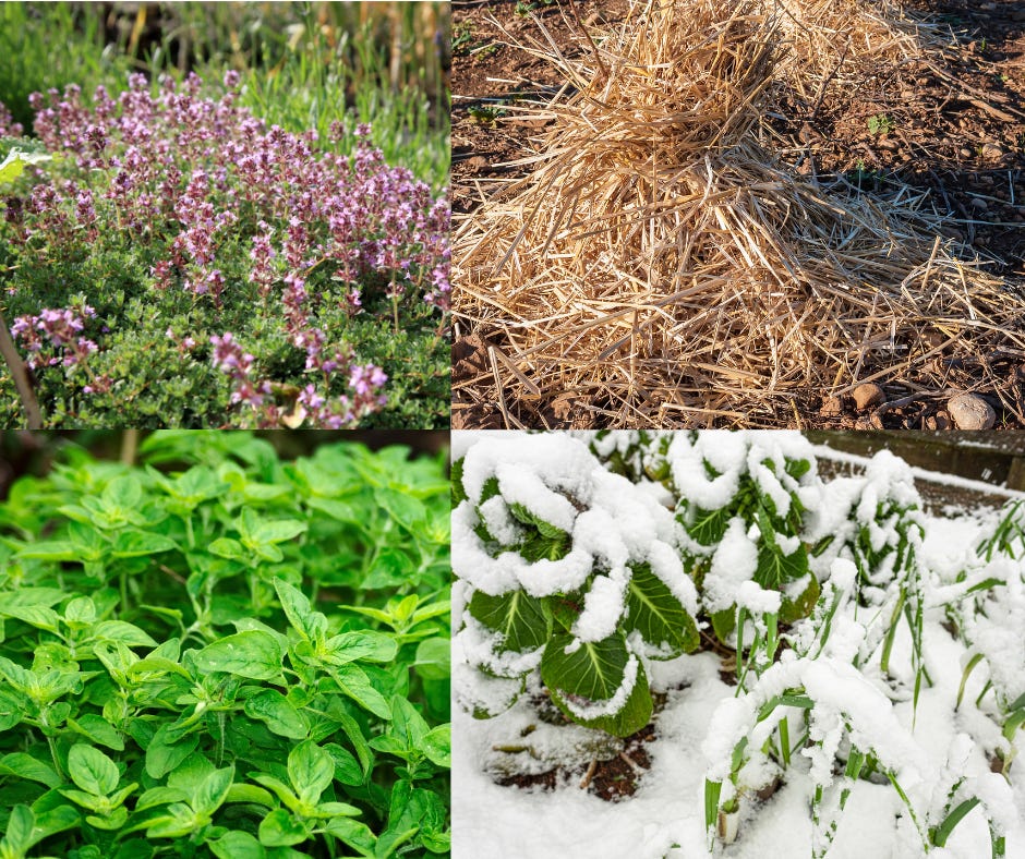 thyme, straw mulch, oregano and winter brassicas