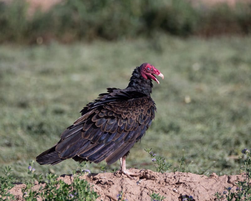 20240813-Marana-172-Edit.jpg