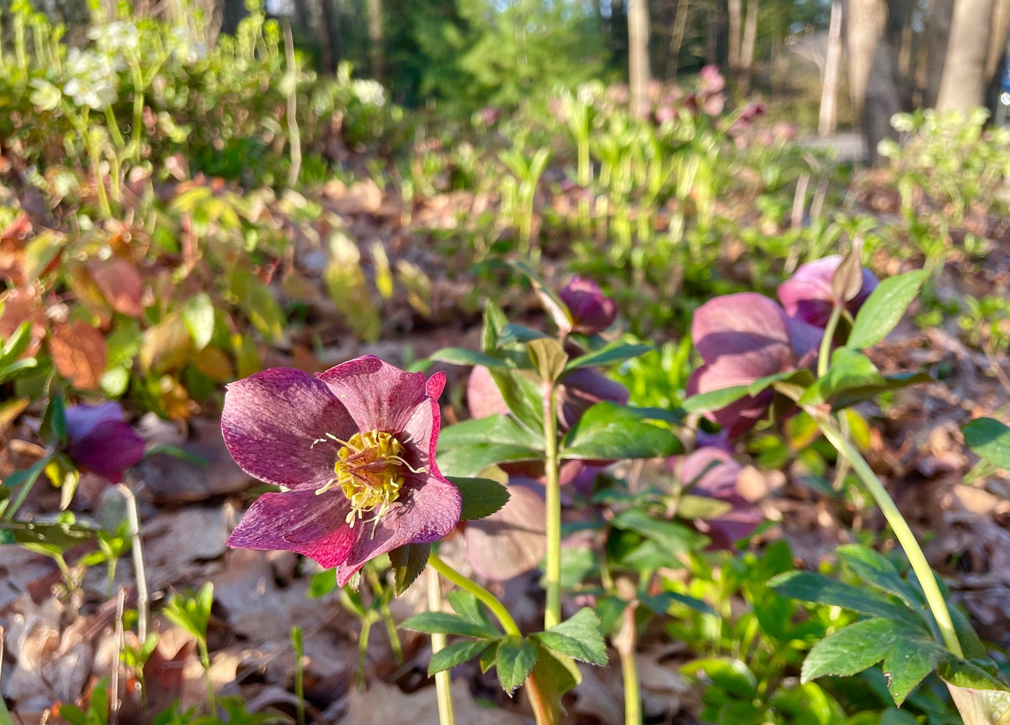Hellebore Hill was glowing in the sunrise with all of the older Helleborus orientalis varieties in purples and white. 