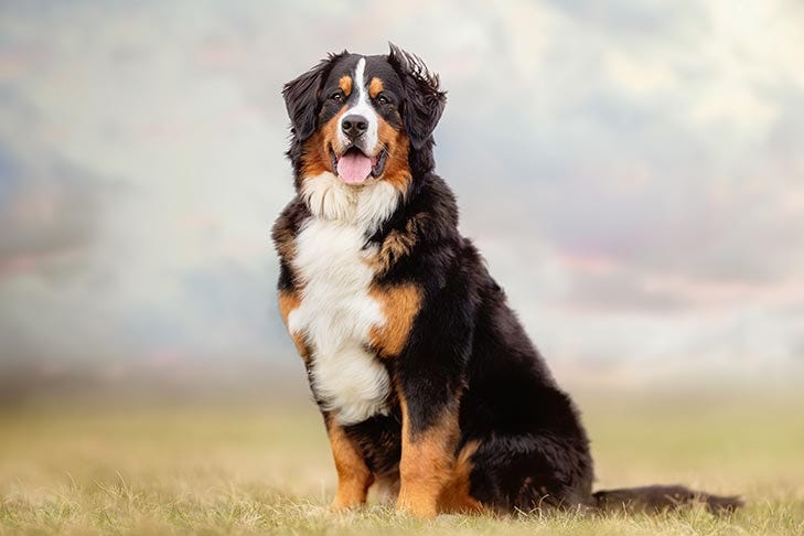 Facts About the Bernese Mountain Dog That You May Not Know