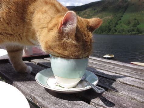 This cat drinking my tea 1/2 : r/aww