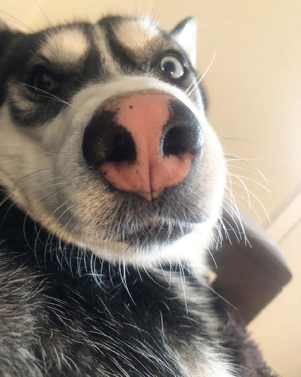 14 Adorable Photos Of Huskies That Will Make You Smile | Page 3 of 3 | PetPress