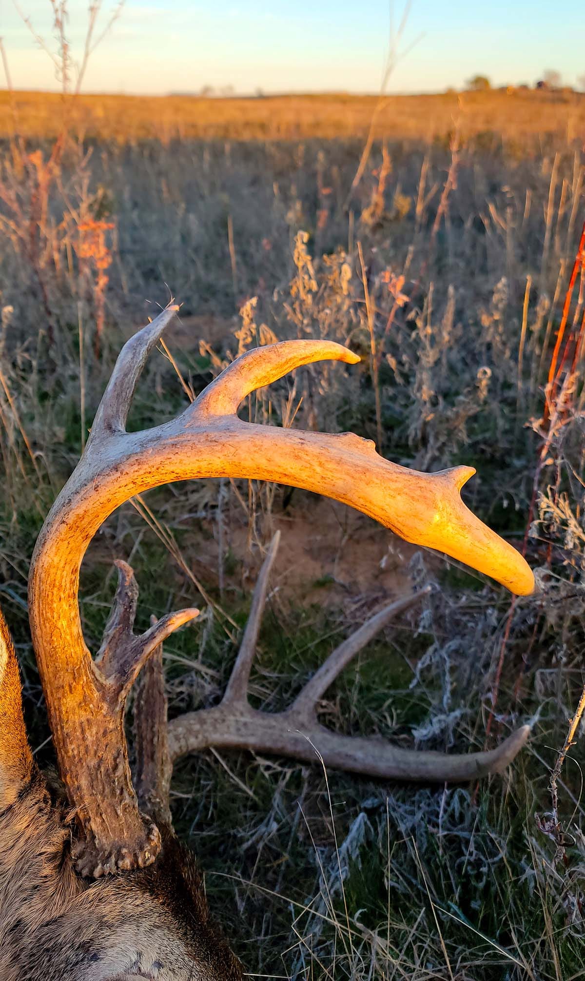 A deer's antlers at sunrise. 