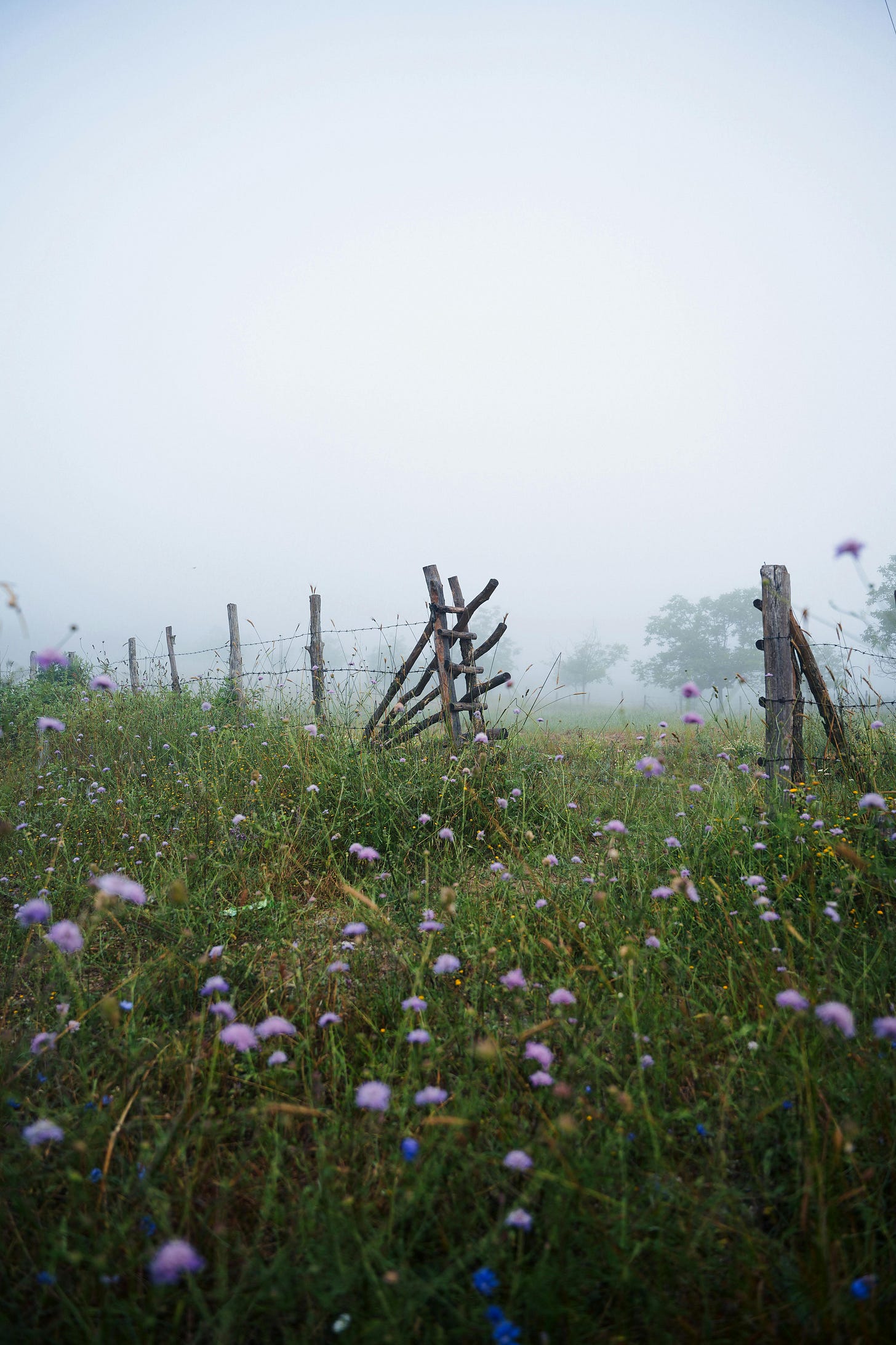 Fence crossing a meadow