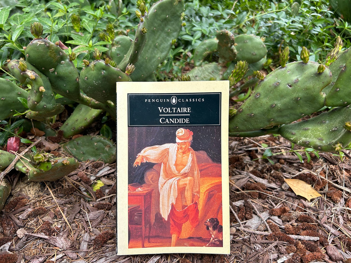   The Penguin Classics edition of Voltaire’s Candide, set against a background of cacti in a garden. The cover image depicts a young man in a dressing gown putting on his pants hurriedly, likely a representation of a scene in the novel’s first chapter.