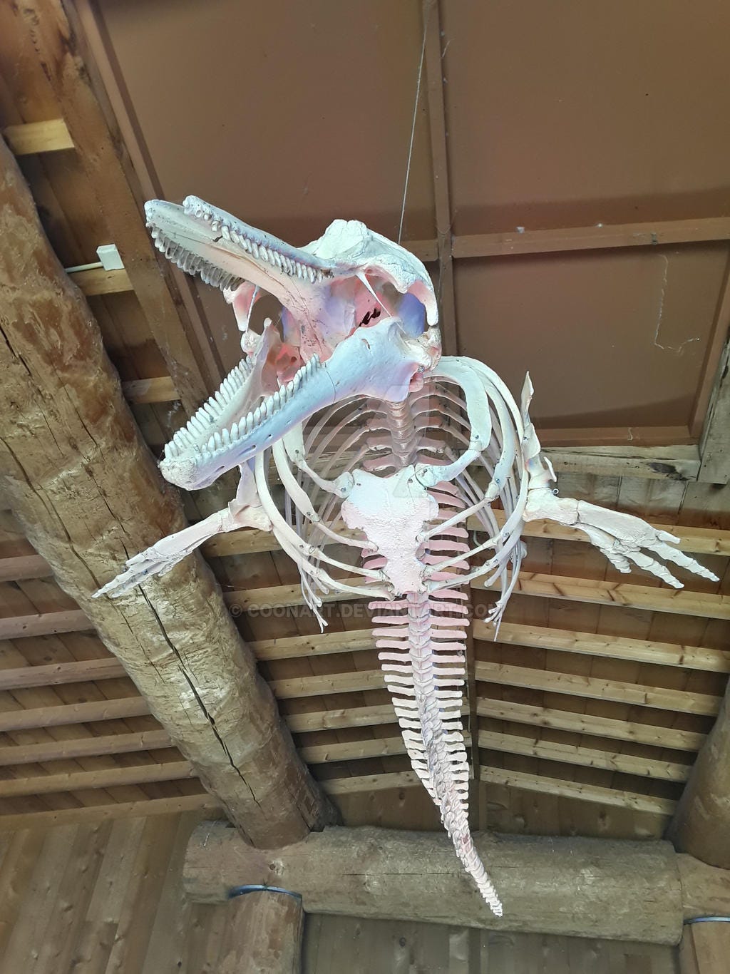 Dolphin skeleton by CoonArt on DeviantArt