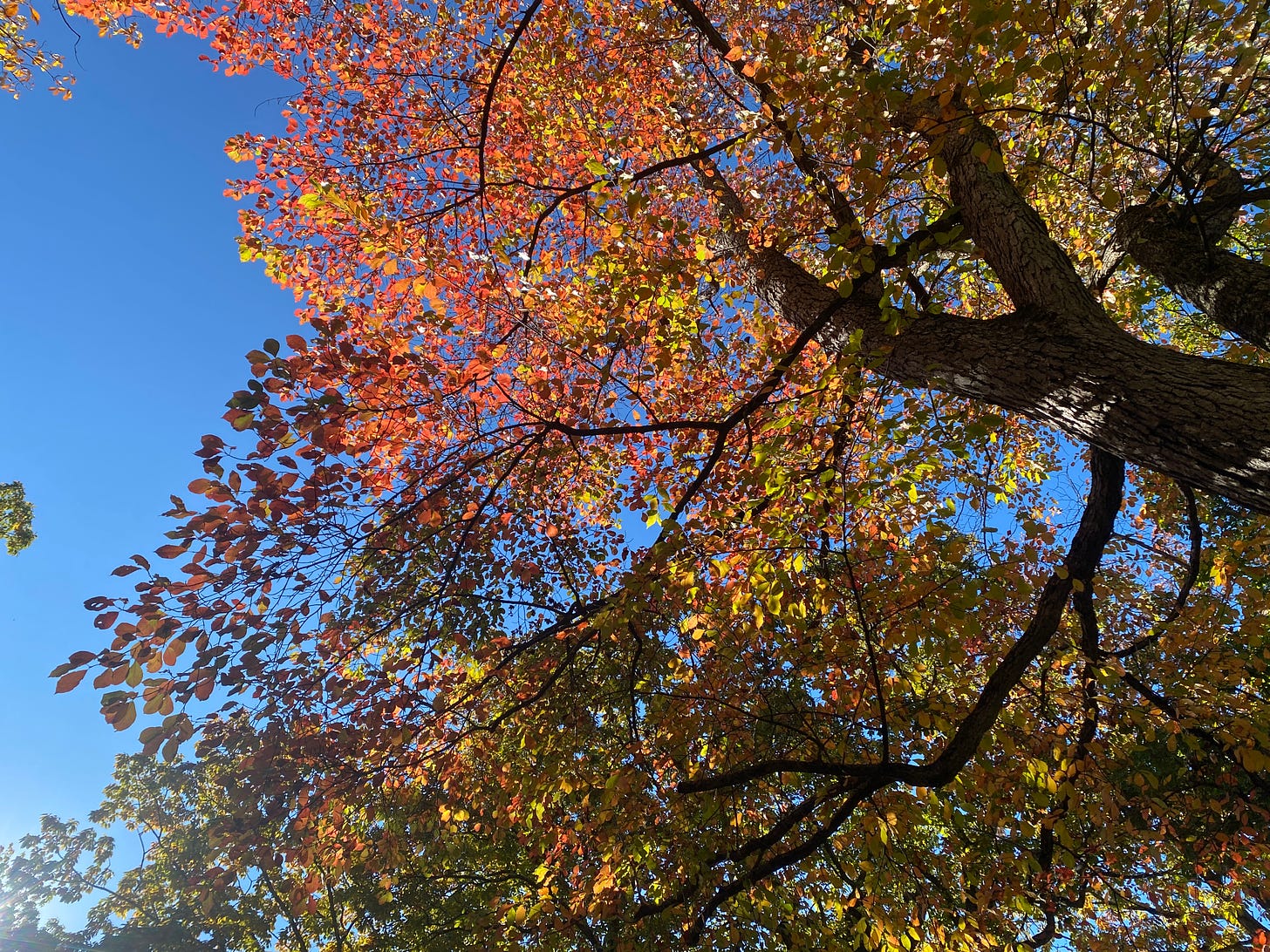 a tree with oramge and yellow leaves