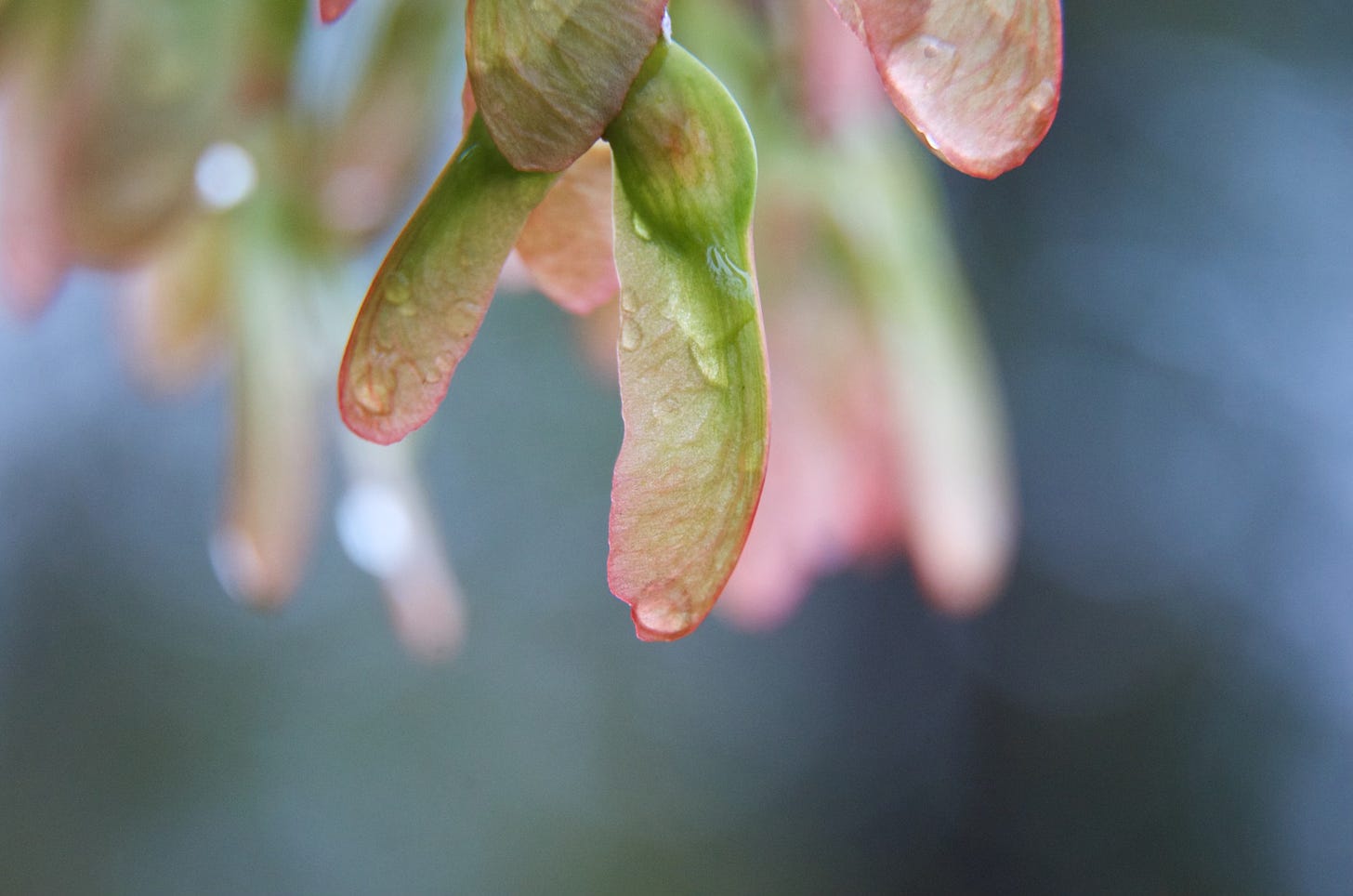 Young pink maple samaras shimmer with rain droplets in evening light.
