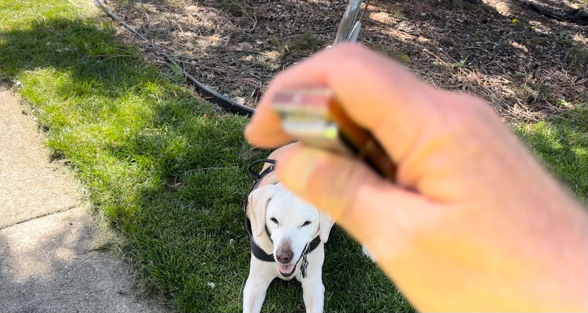 A harmonica in the foreground, blurred while a senior dog looks on, lying in the grass