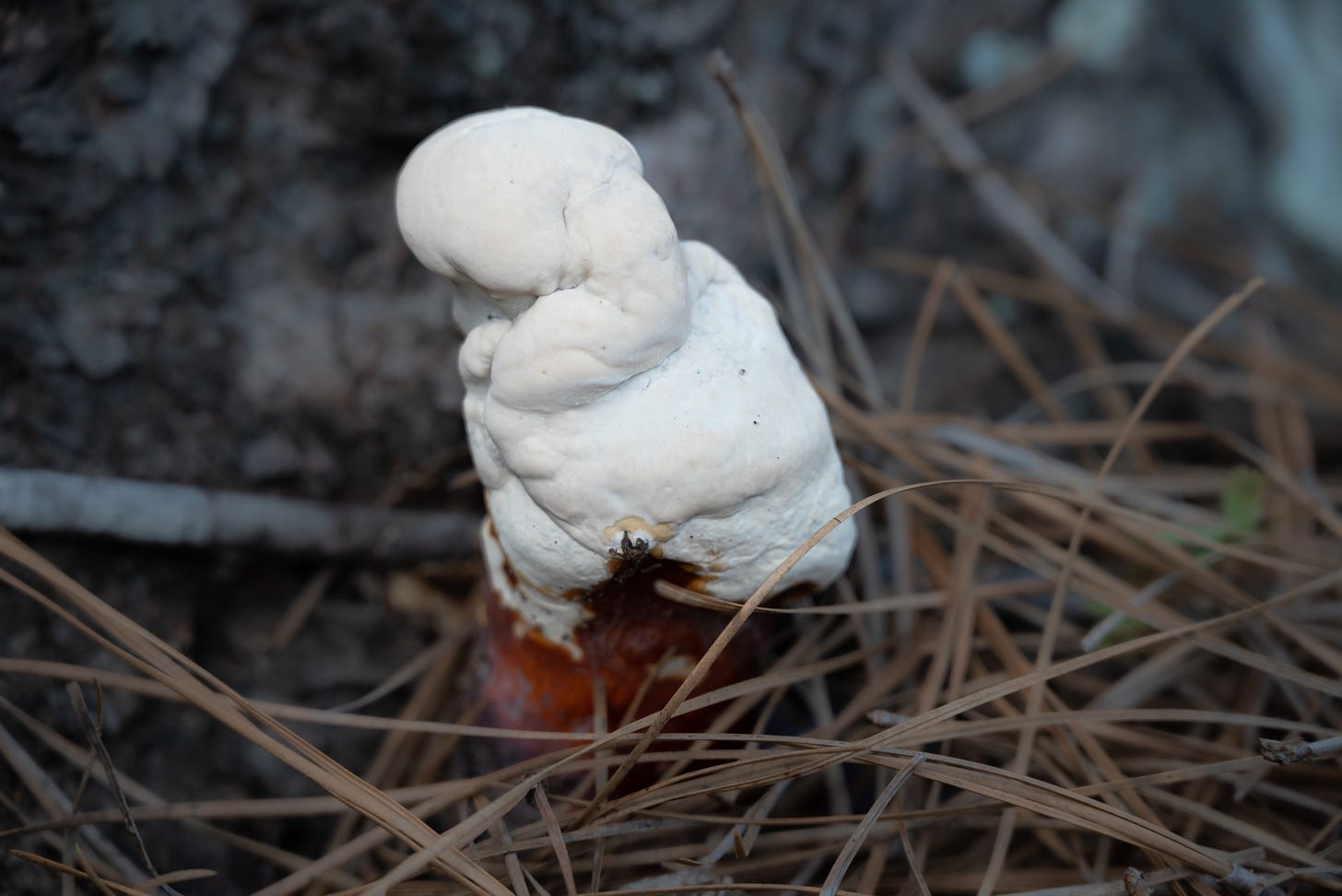 A white fungi growing at the base of a red bud tree in a strange shape that you could imaghine as a gnome, elf, man, or woman.