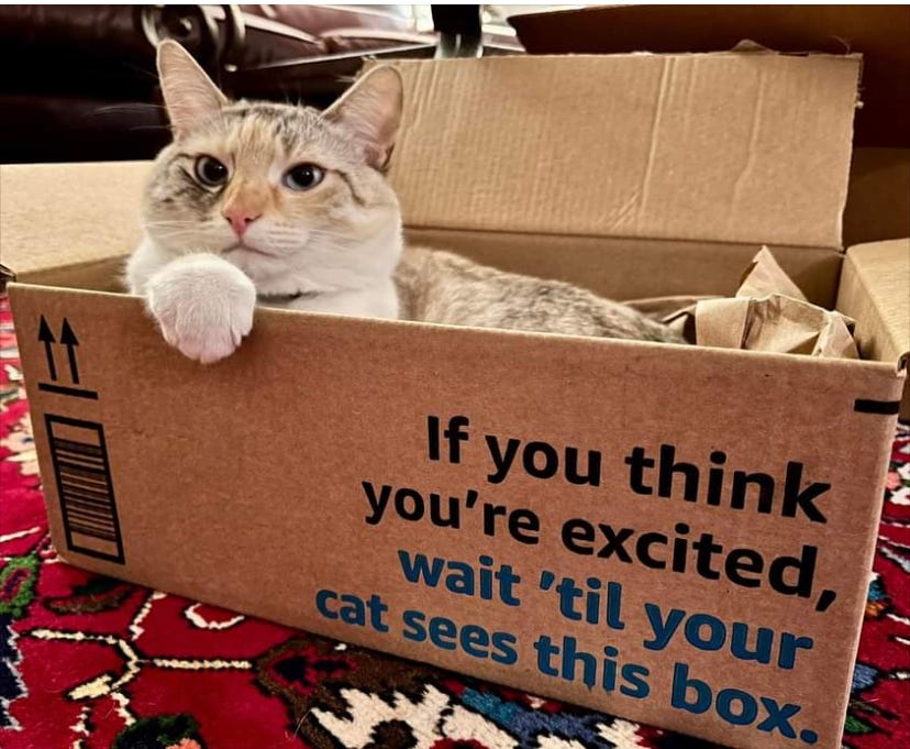 Image shows a cat sitting inside an Amazon shipping box. The outside of the box says, "If you think you're excited, just wait 'til your cat sees this box."