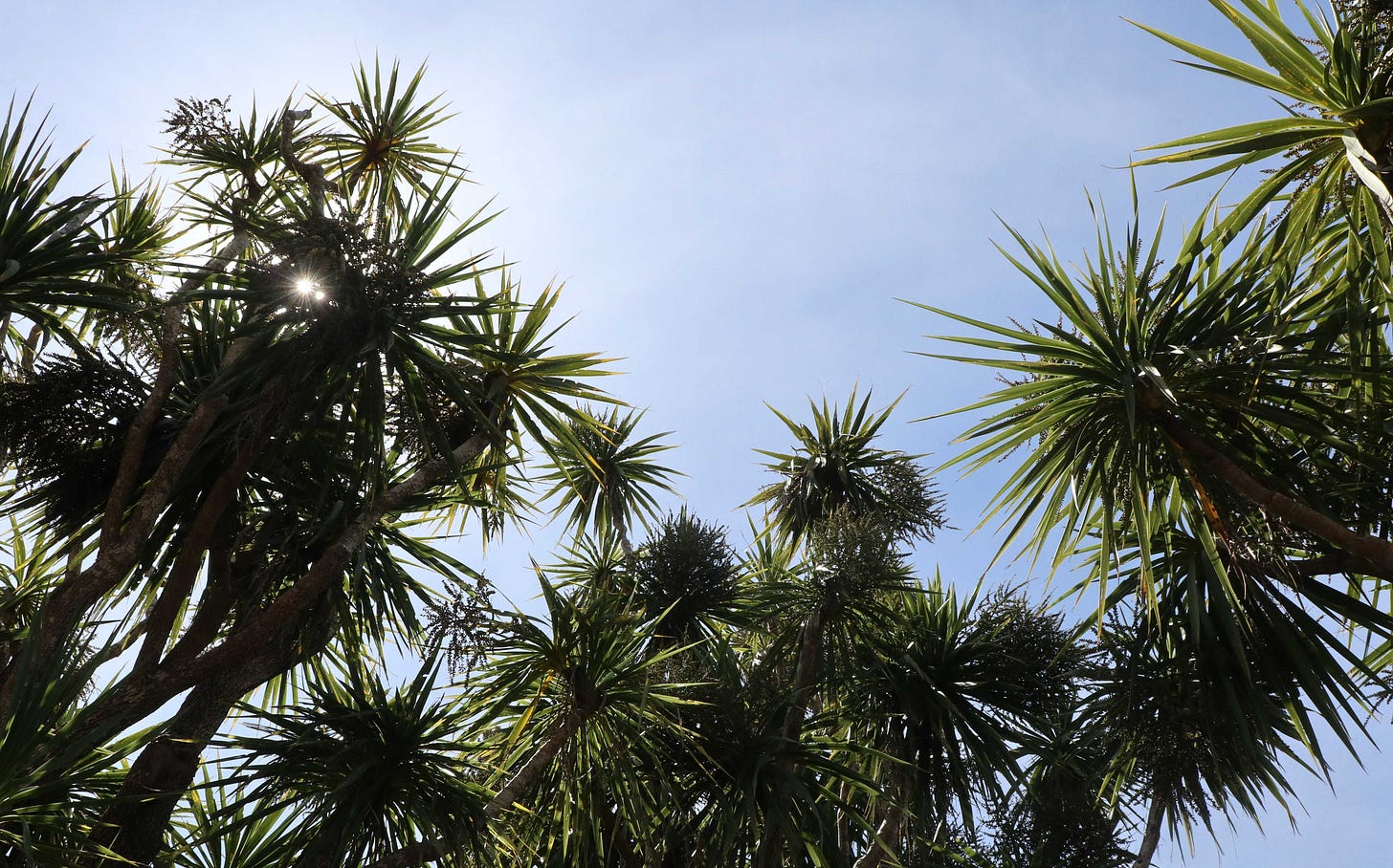 An image of tī kōuka trees against the sky, with the sun shining through the leaves