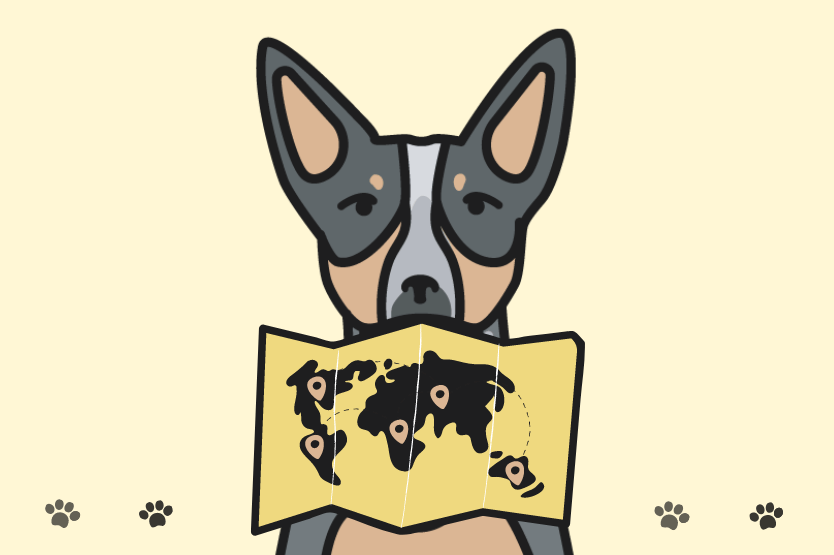 An illustration of a blue heeler holds a yellow world map in her mouth