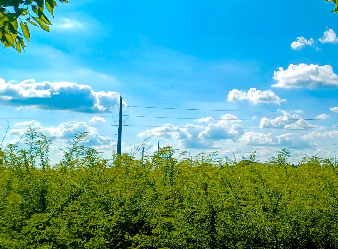 Goldenrod meadow against sunny sky and clouds