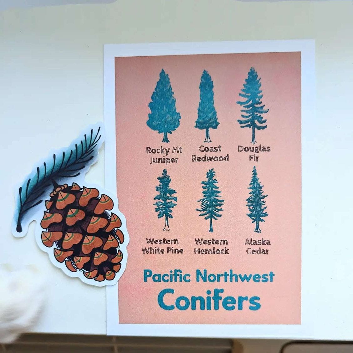 pacific northwest conifer postcard and sticker