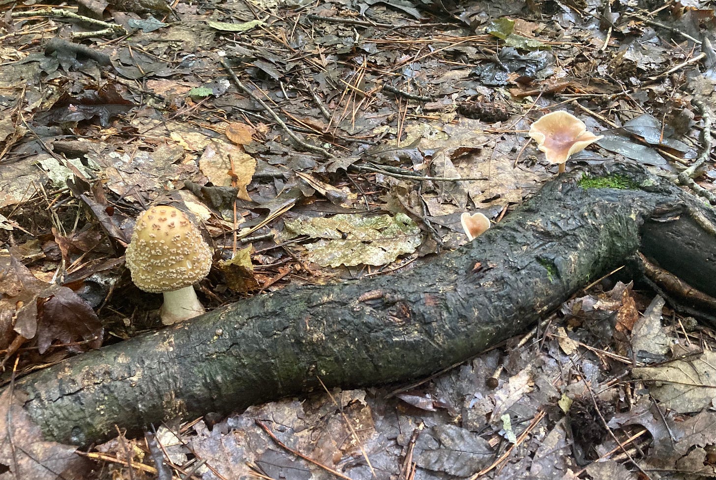 small warty cream-colored mushroom by a downed branch of a tree in the woods